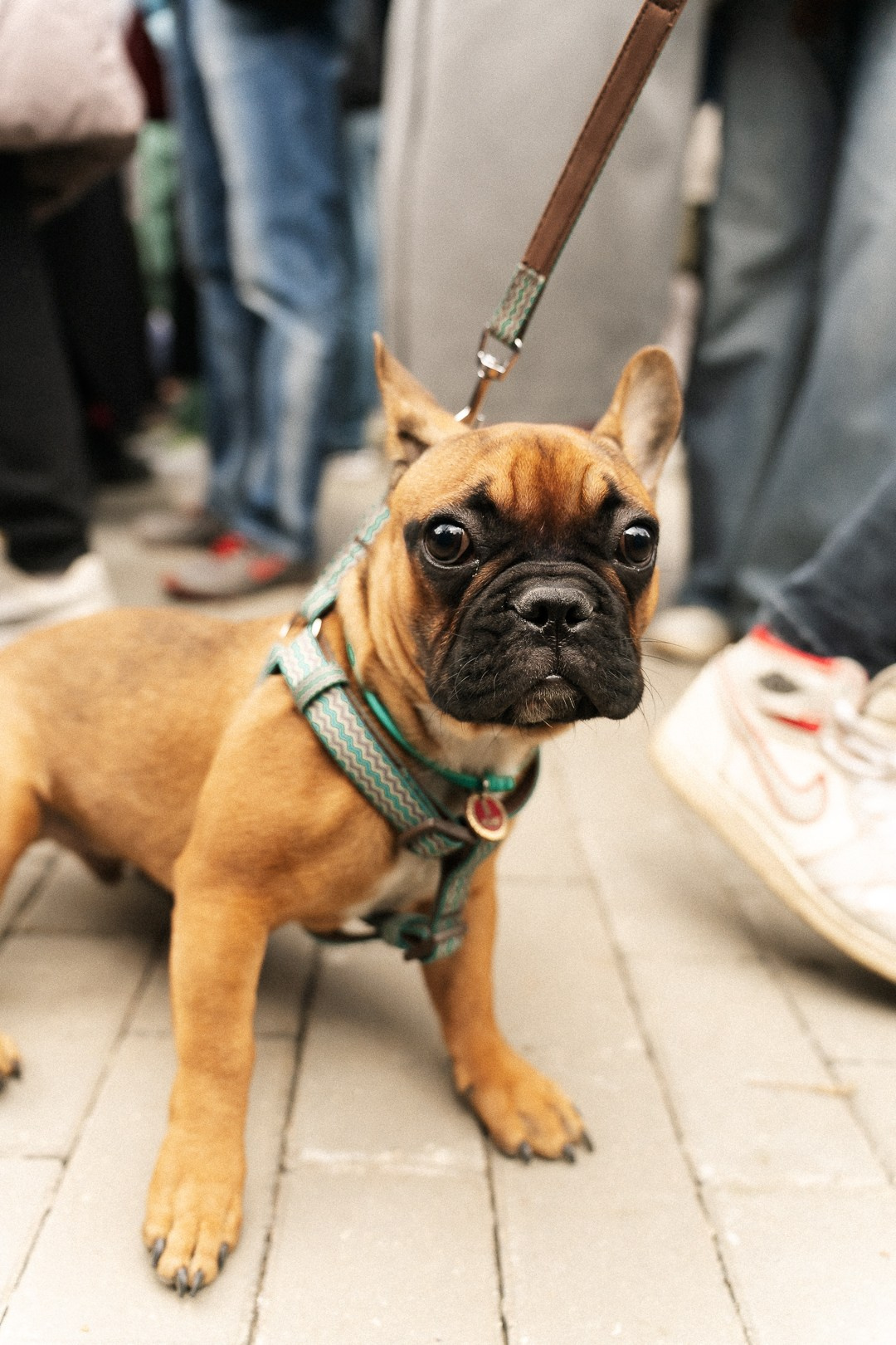 Парад Бульдогов. Axenov_eugene