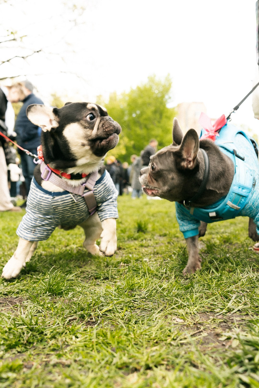 Парад Бульдогов. Axenov_eugene