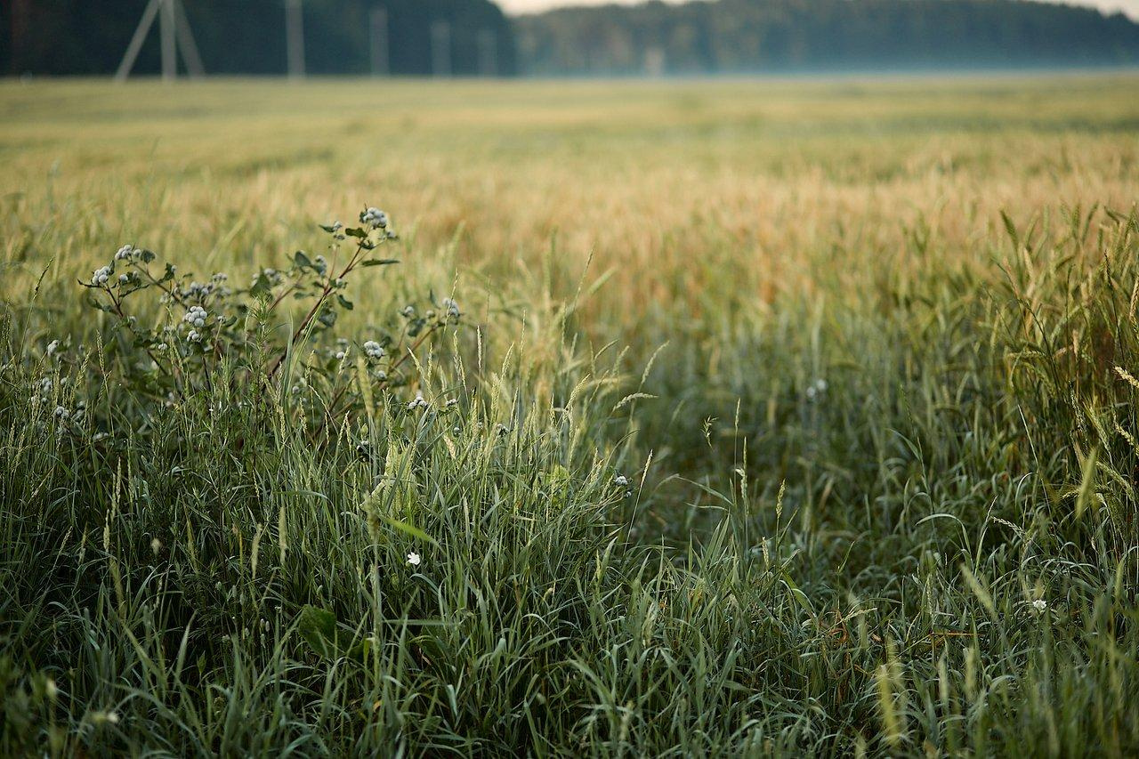 Фотосессия Купалье. Фотограф в Минске Анна Кучинская