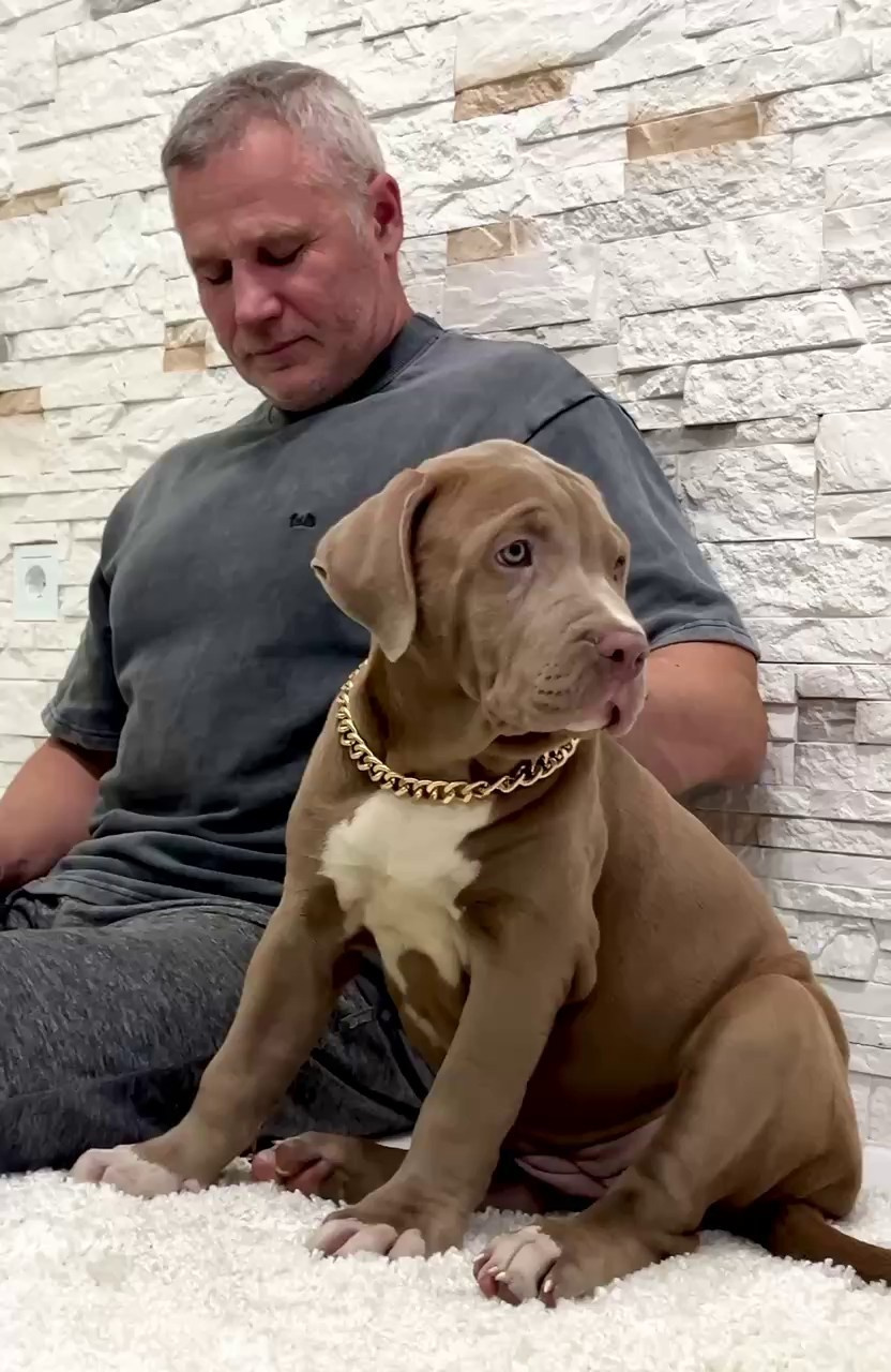 Hunter&Queenie, 10.09.25. Американские булли XL в г. Калининград. Питомник Great Bully UNIVERSE