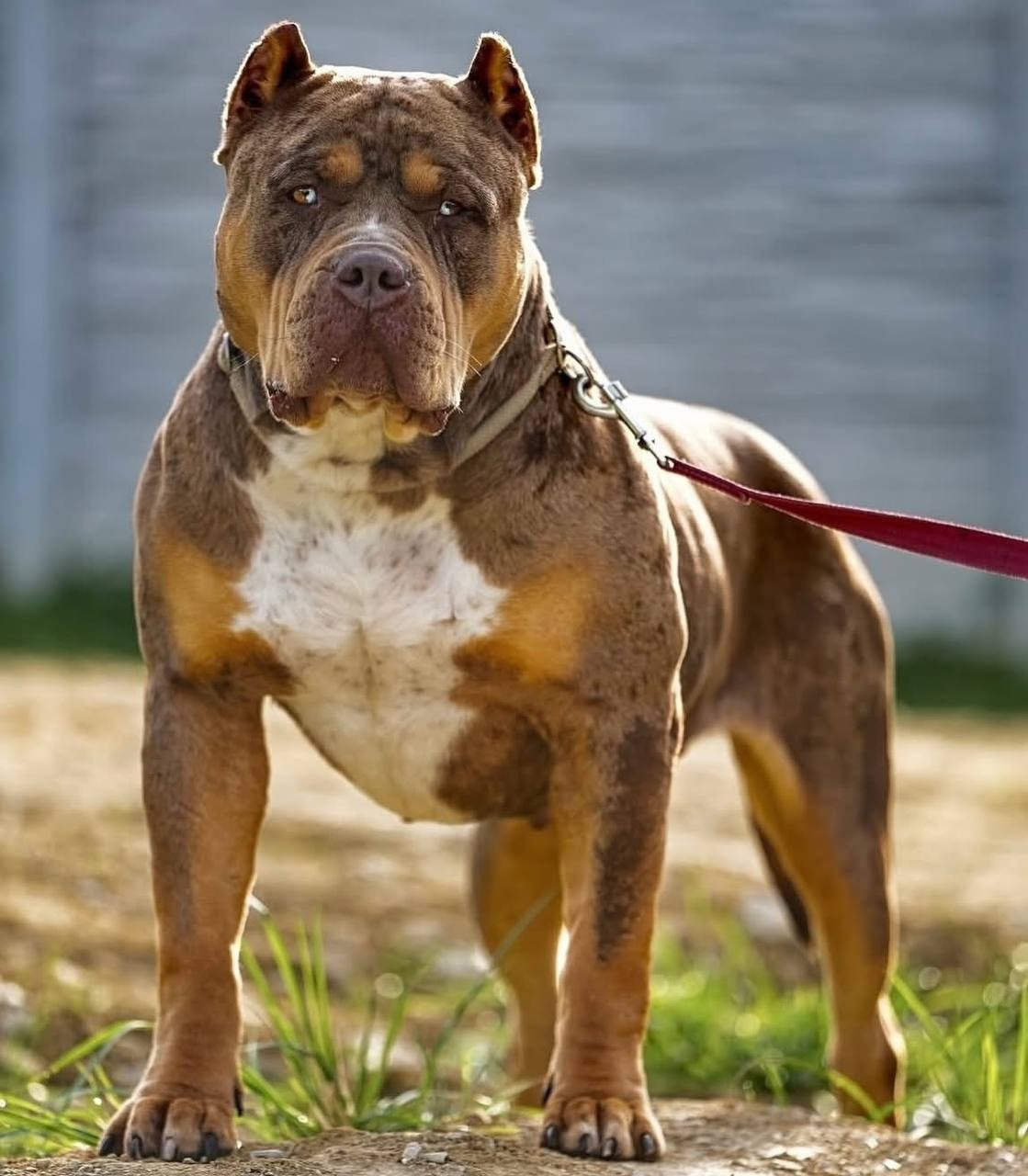 Mako’s GRANDBAR. Американские булли XL в г. Калининград. Питомник Great Bully UNIVERSE