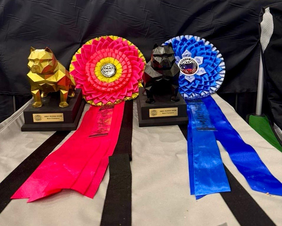 Участие в выставках. Американские булли XL в г. Калининград. Питомник Great Bully UNIVERSE