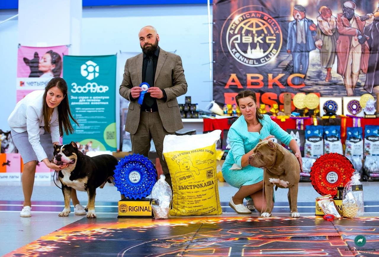 Участие в выставках. Американские булли XL в г. Калининград. Питомник Great Bully UNIVERSE