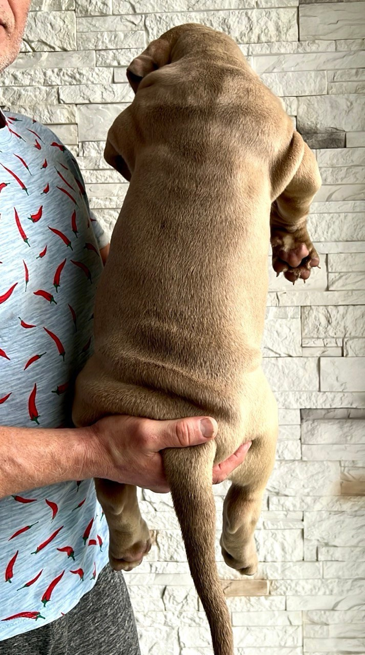 GBU RUNA. Американские булли XL в г. Калининград. Питомник Great Bully UNIVERSE