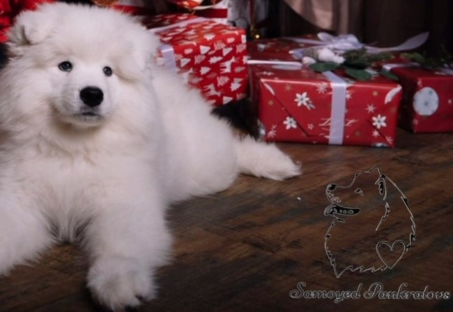 Фото. Самоед Новосибирск