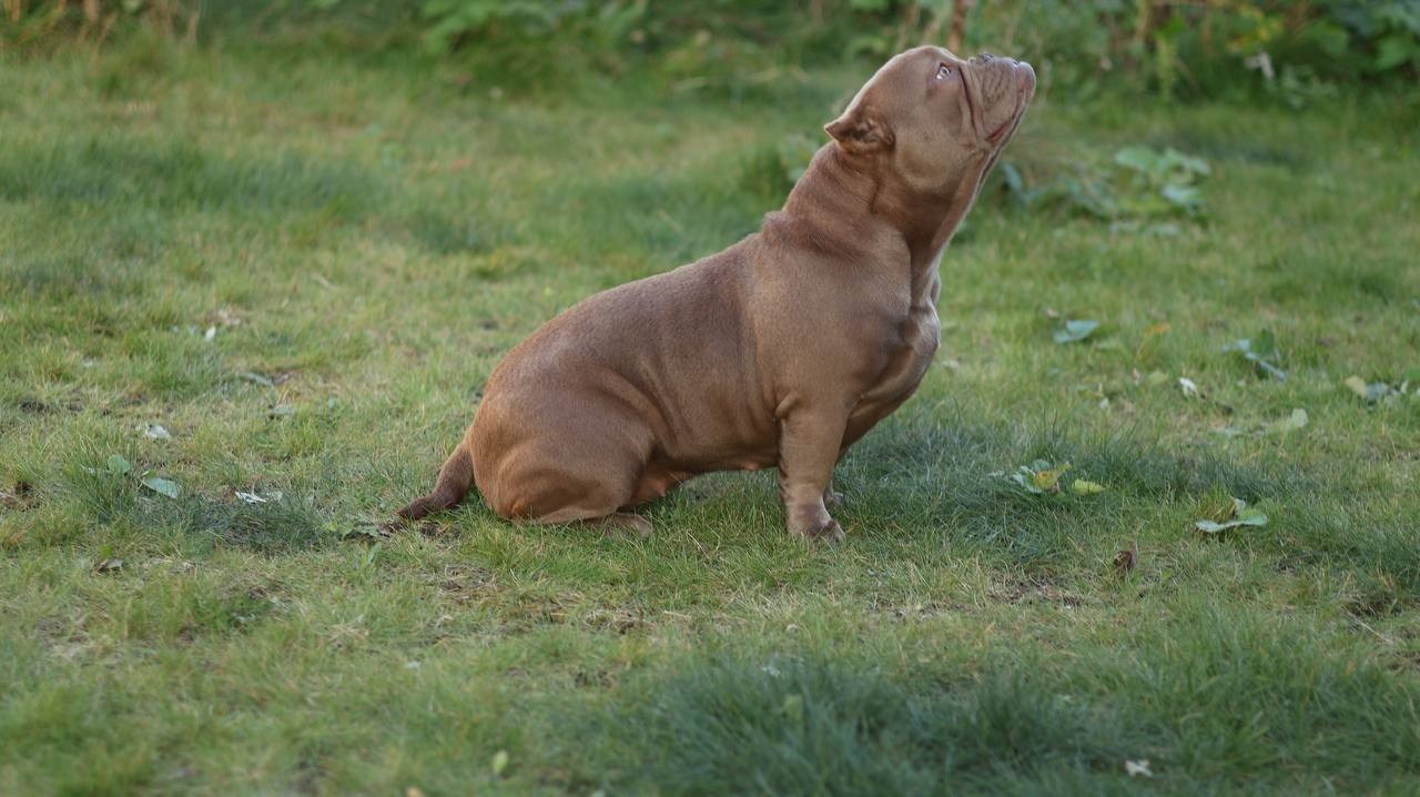 Купить Булли Курган, Купить Американского Булли Курган, Американский Булли Курган, Купить щенка Булли Курган,  Питомник Американских булли Курган, 