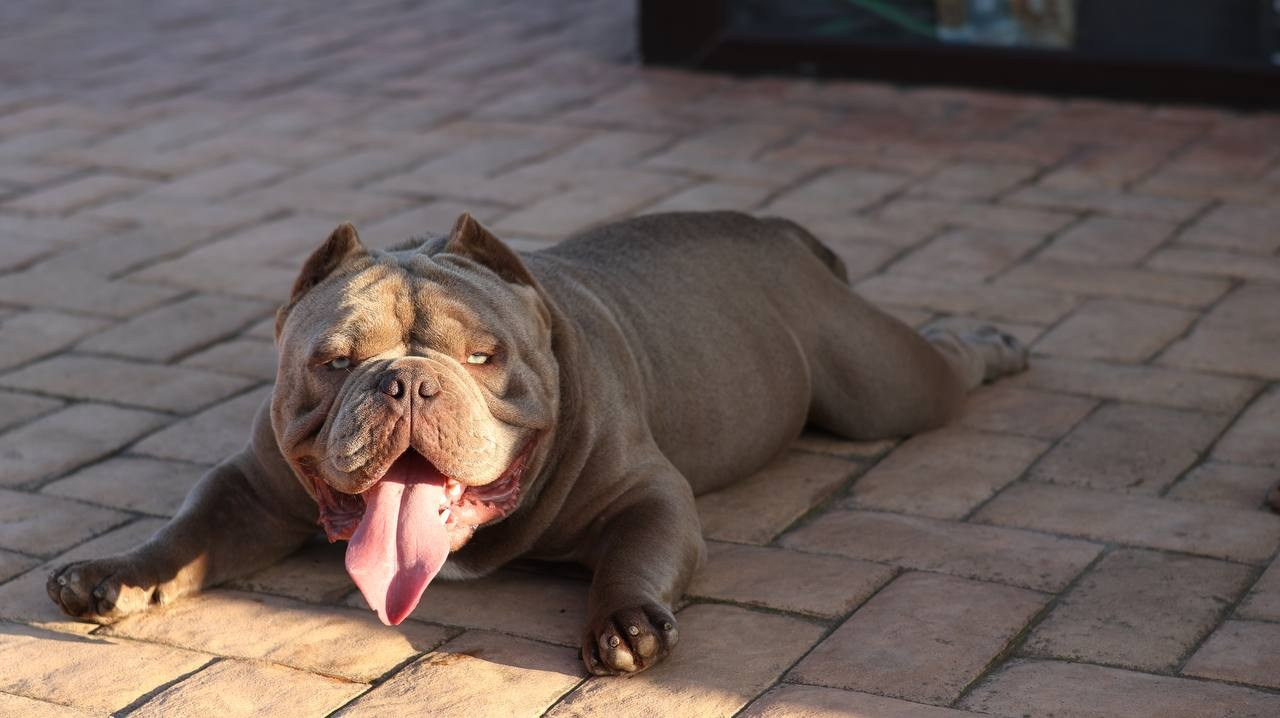 Купить Французского Бульдога Челябинск, Купить щенка Французского бульдога Челябинск, Питомник Французских Бульдогов Челябинск,  Питомник Французский Бульдог Челябинск, 