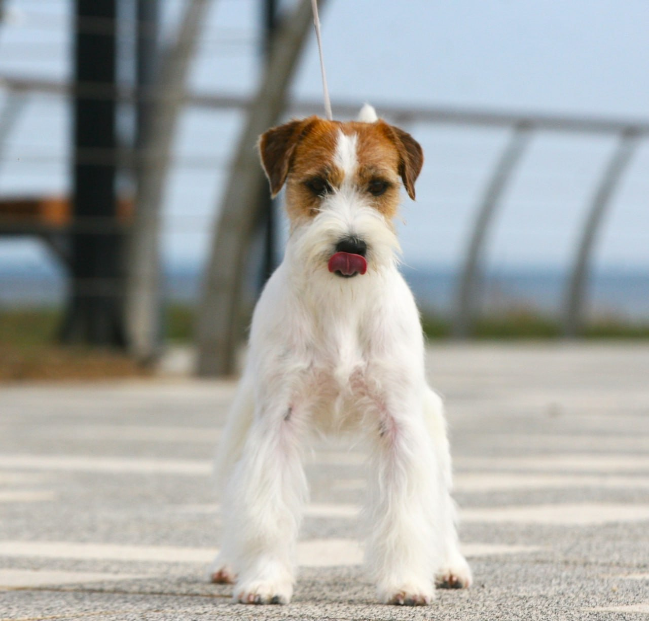 Lovely-Orange Escada. Lovely Orange kennel Jack Russell Terrier FCI/RKF