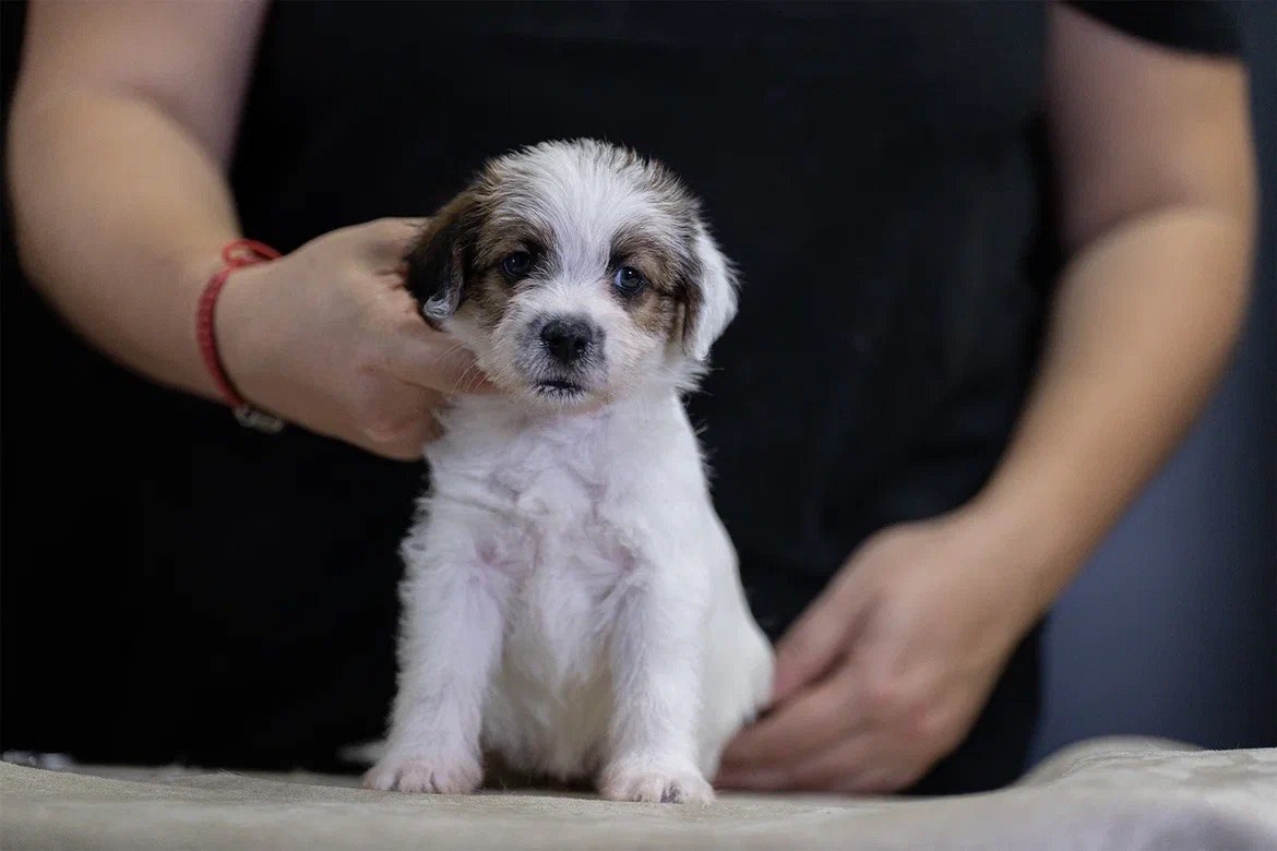 Сука 2. Lovely-Orange питомник джек рассел терьеров