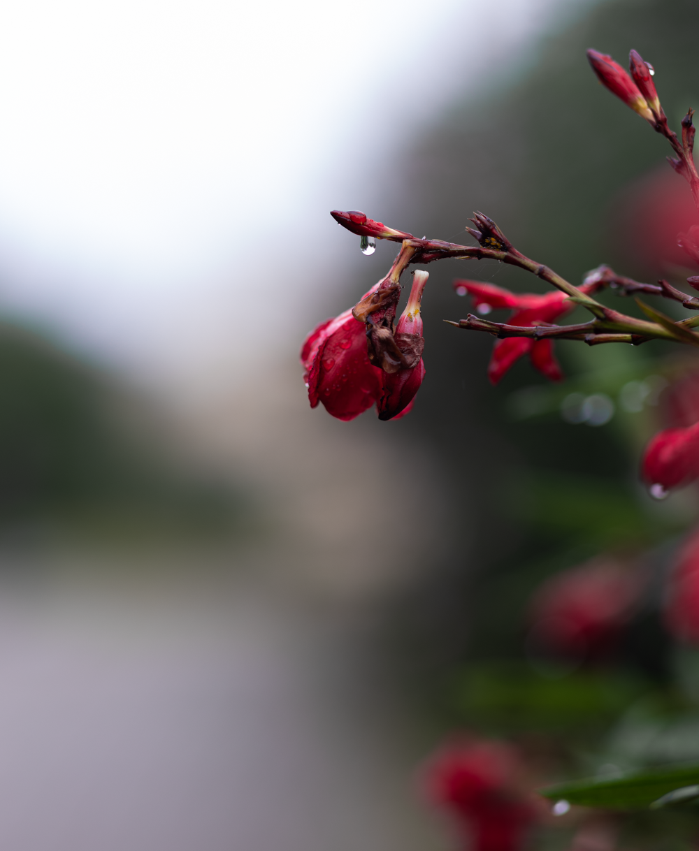 Nature /Природа. Photografer