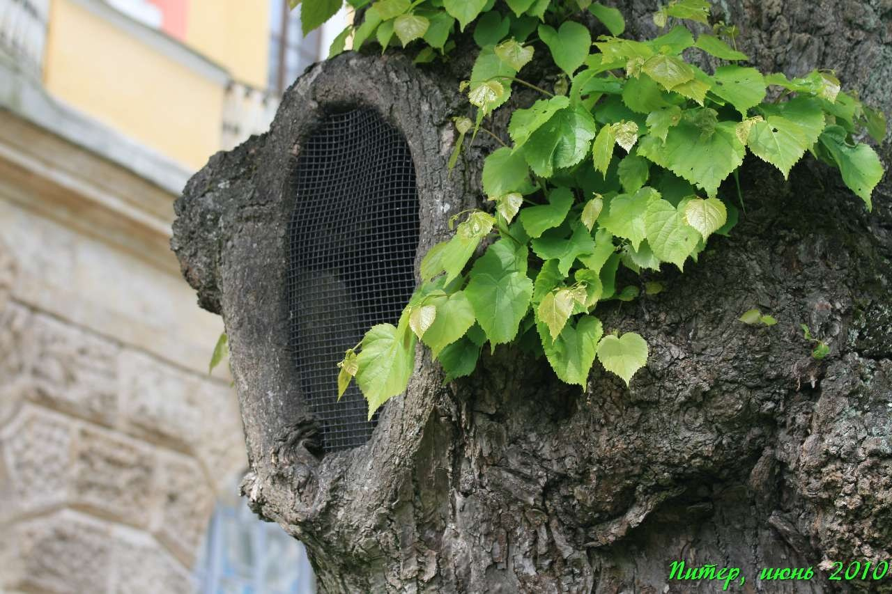 Питер 2010 г. Улица, люди, жизнь…