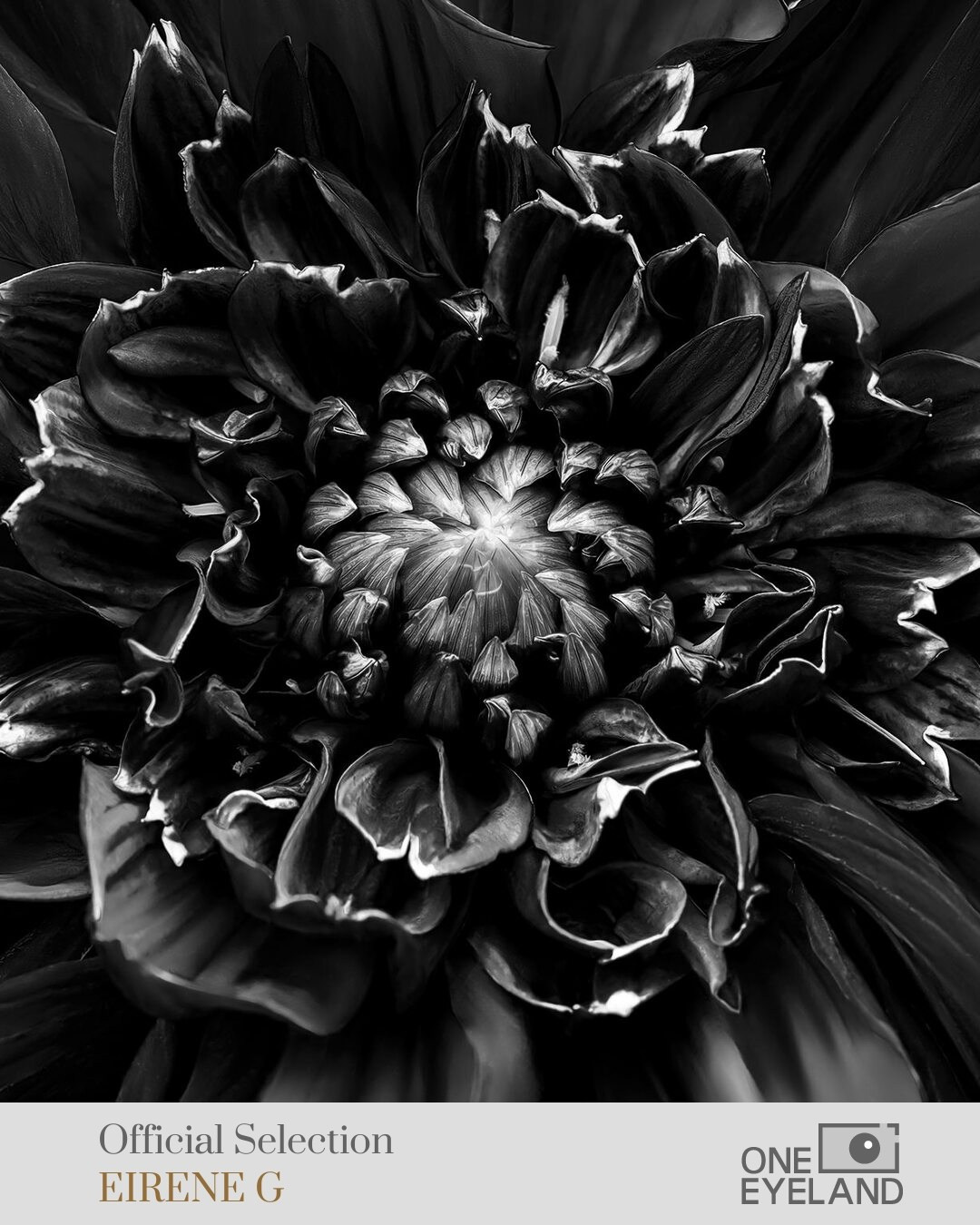 ONEEYELAND GALLERY. Eirene G |  Photoartist | Flowers from my garden