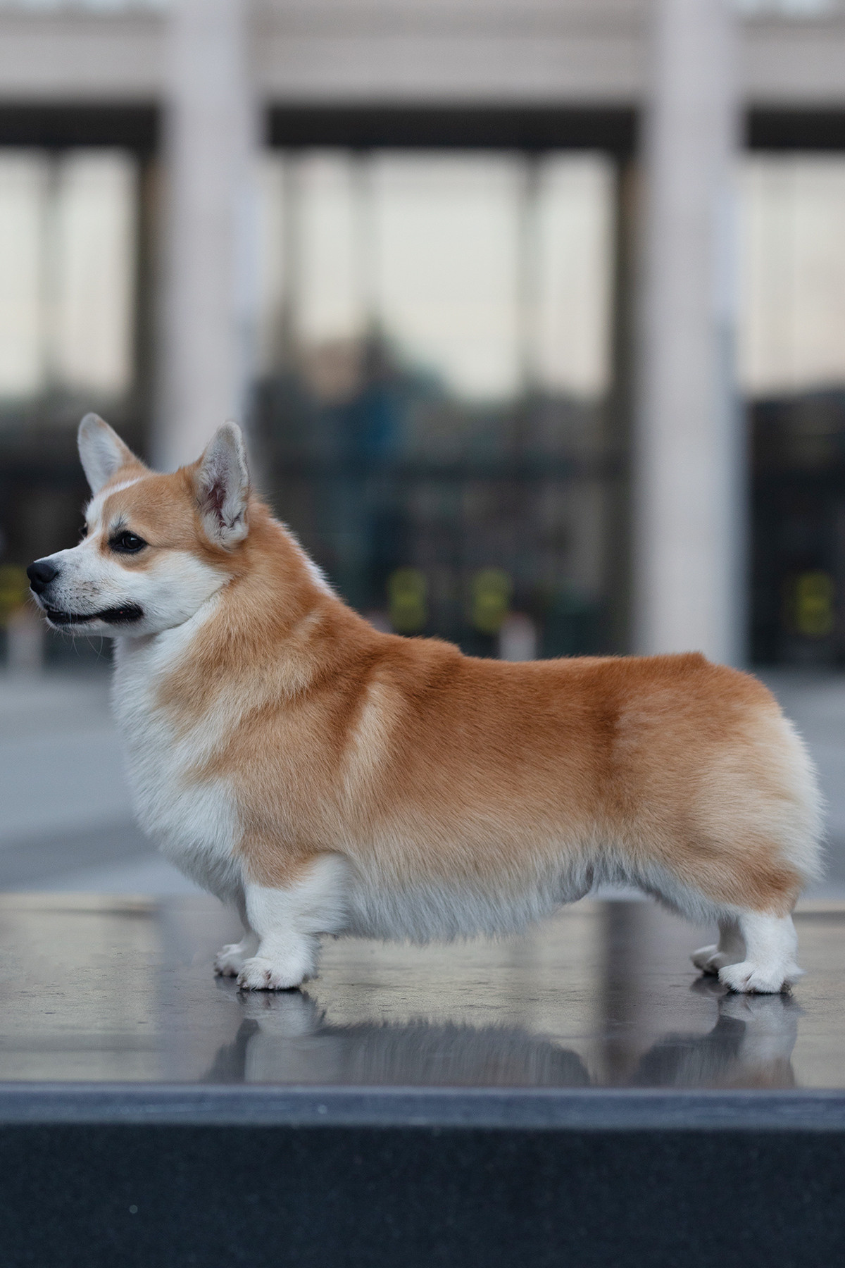 Собаки и не только. Фотограф Алена Звездина