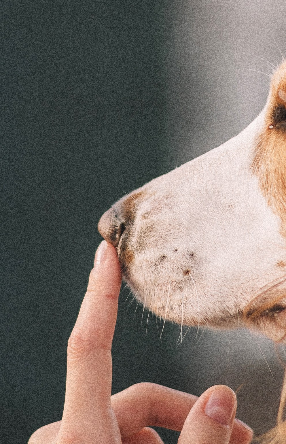 Маша и Вега. Фотограф-анималист Богданова Полина