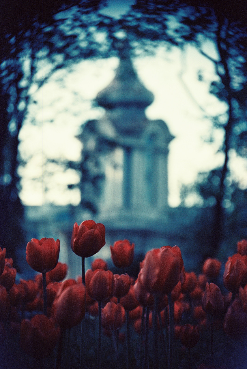 Фотоплёнка. Фотограф Михаил Мирущенко