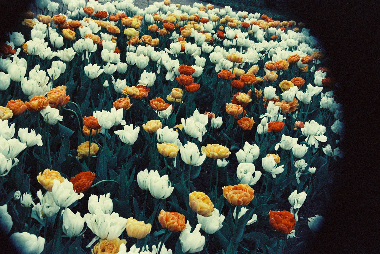 Фотоплёнка. Фотограф Михаил Мирущенко