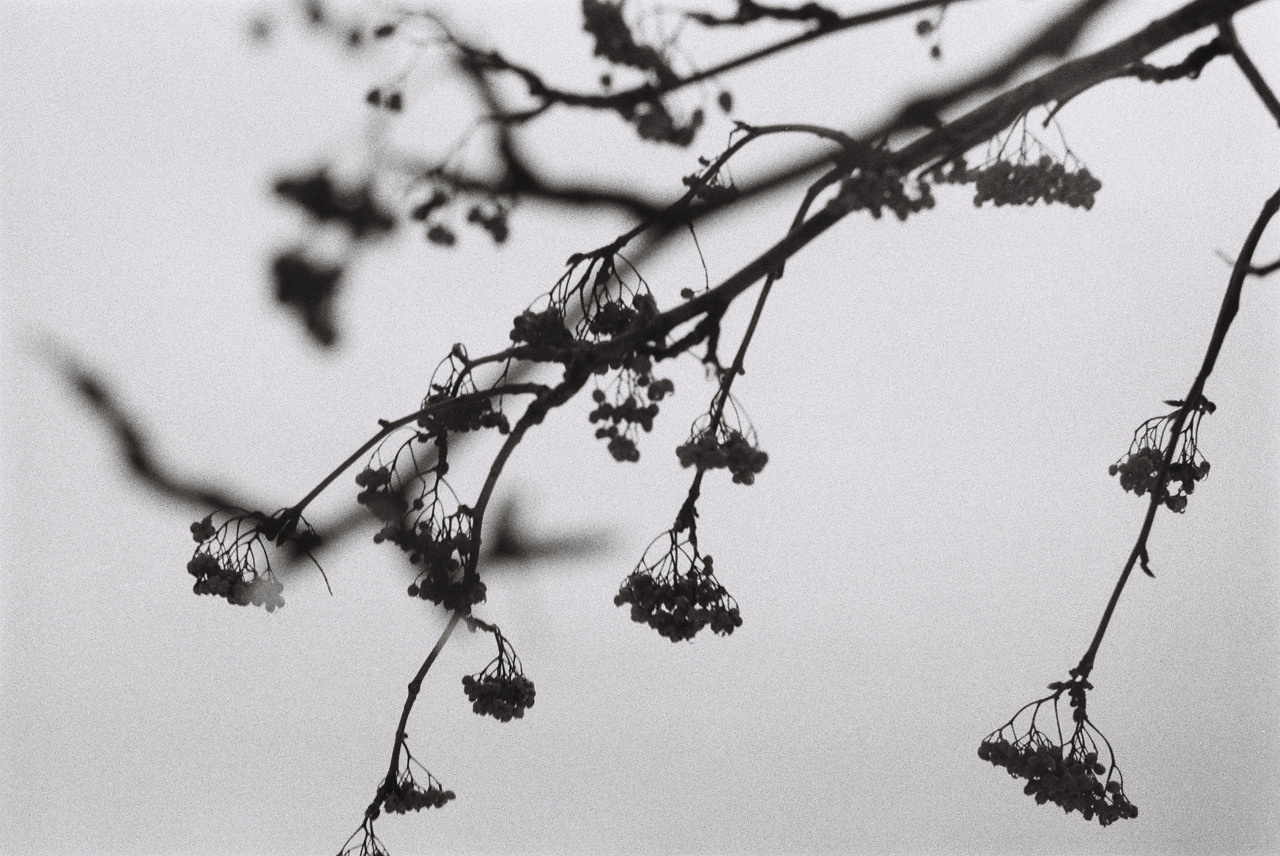 Фотоплёнка. Фотограф Михаил Мирущенко