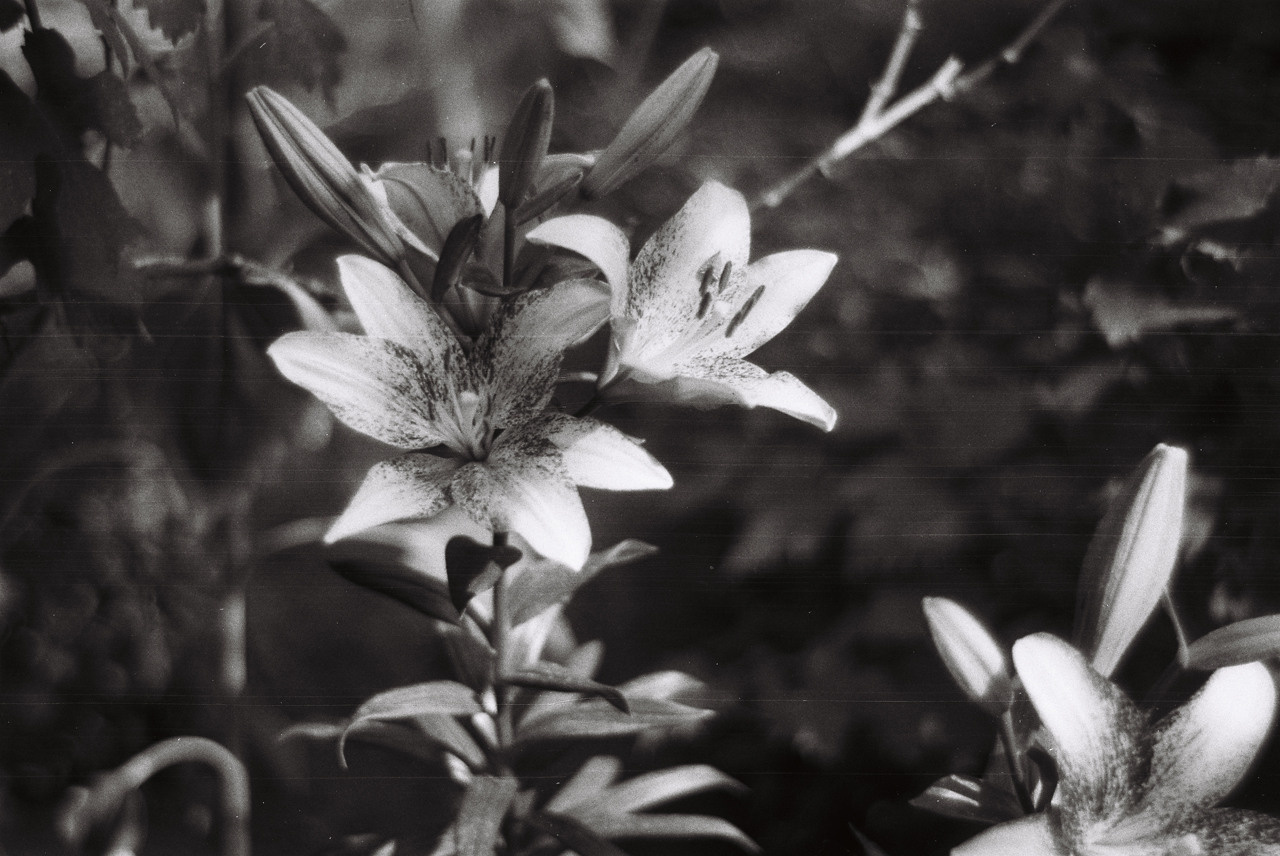 Фотоплёнка. Фотограф Михаил Мирущенко