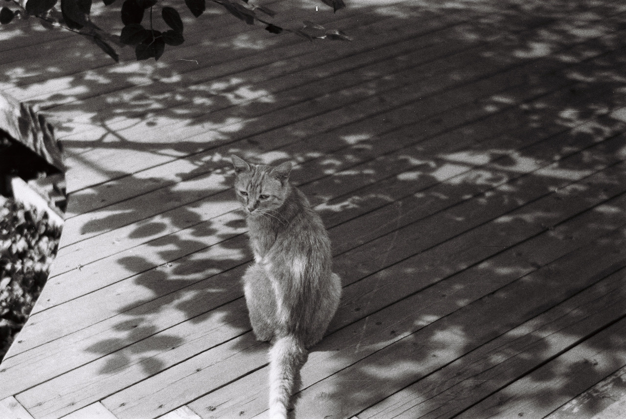 Фотоплёнка. Фотограф Михаил Мирущенко