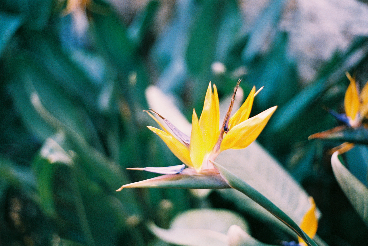 Фотоплёнка. Фотограф Михаил Мирущенко