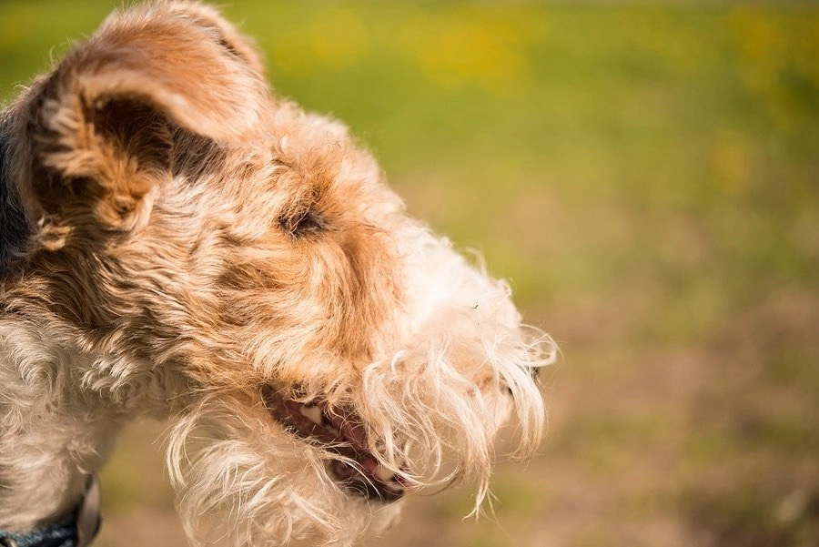 Pet portfolio. Svetlana Lapina, portrait photographer, San Francisco