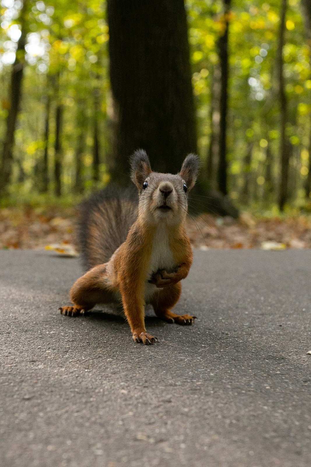 Яркие моменты IzMy5. Портретный и концертный фотограф в Москве Тугарин Александр