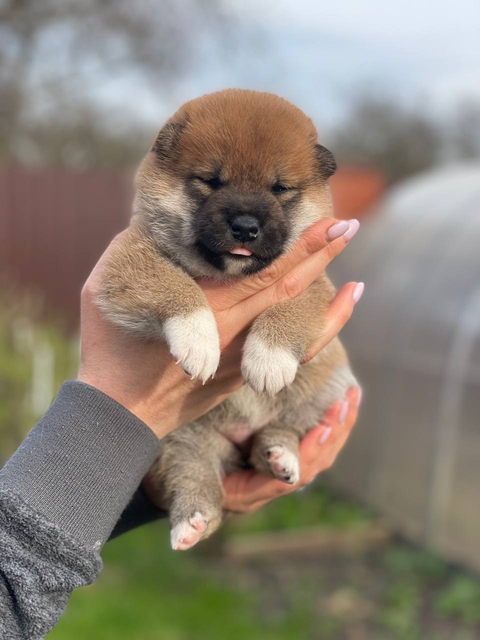 Сиба Rubylight Fumiko питомник Рубилайт