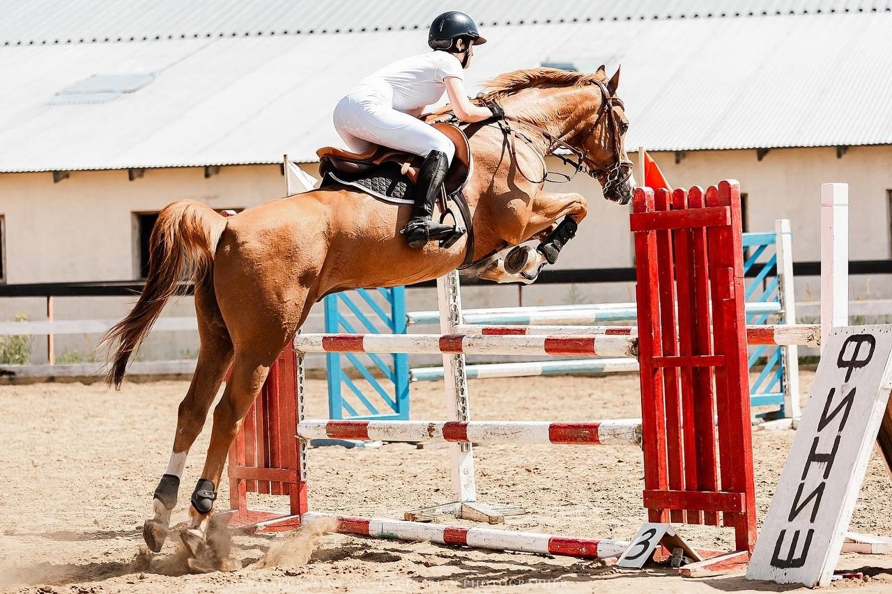 ЛЕТНИЙ КУБОК КСК «СОЗВЕЗДИЕ» по КОНКУРУ. Конный фотограф Куракина Дарья • Фотосессии с лошадьми