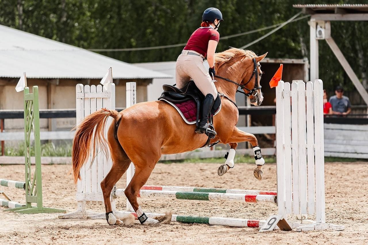 ЛЕТНИЙ КУБОК КСК «СОЗВЕЗДИЕ» по КОНКУРУ. Конный фотограф Куракина Дарья • Фотосессии с лошадьми