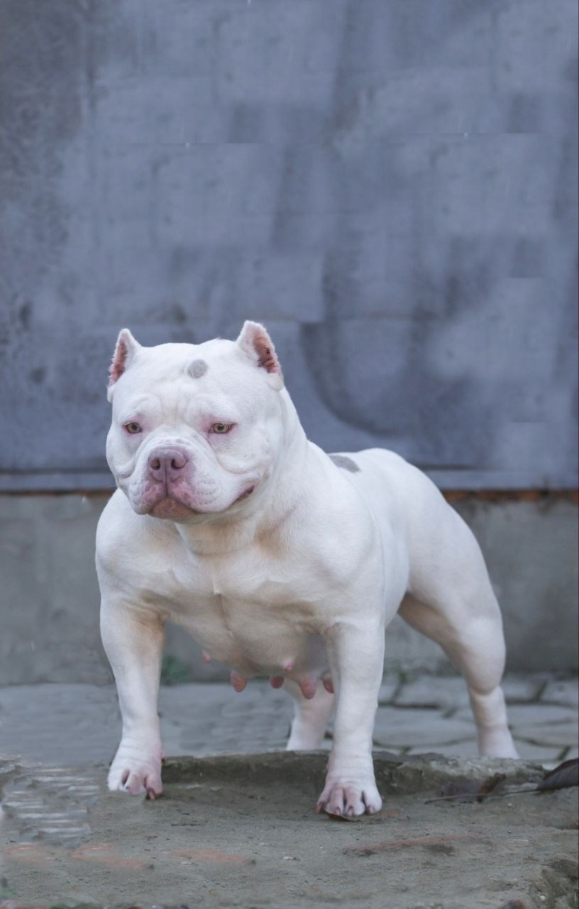 Американский булли в белом окрасе