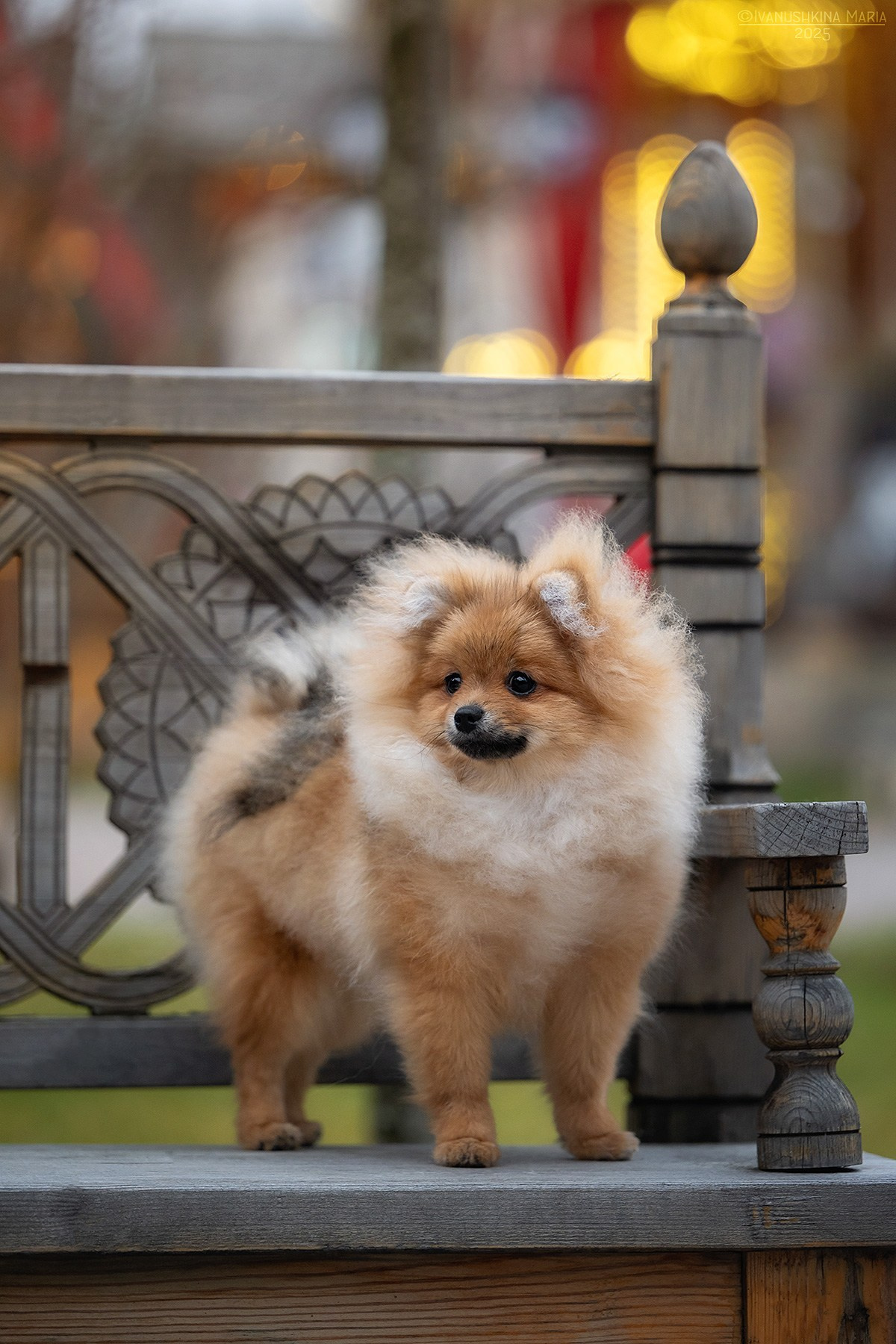 Фотосессия щенков на продажу. Фотограф собак в Москве и Московской области Иванушкина Мария