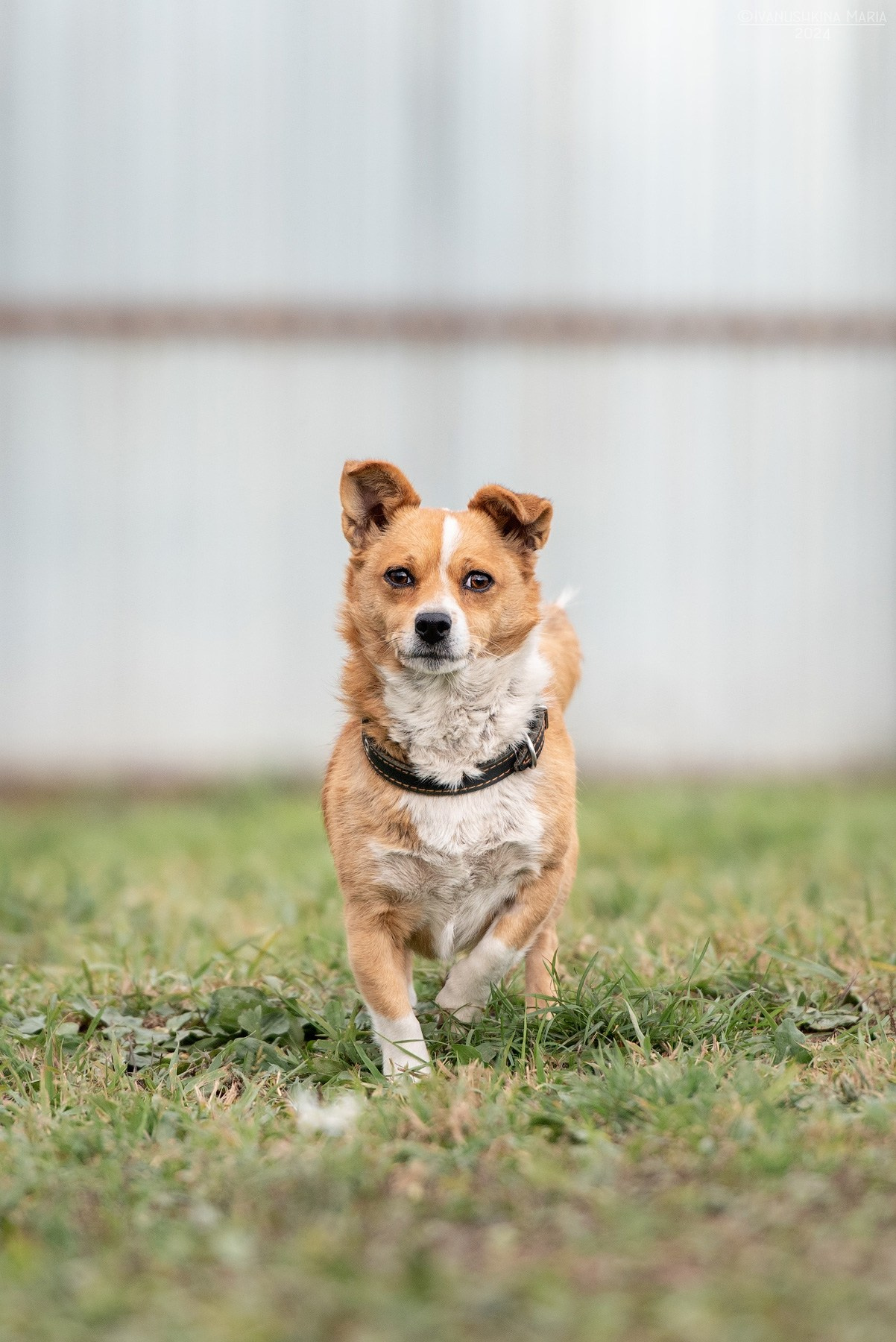 Пиарные фотосессии собак на пристройство. Фотограф собак в Москве и Московской области Иванушкина Мария