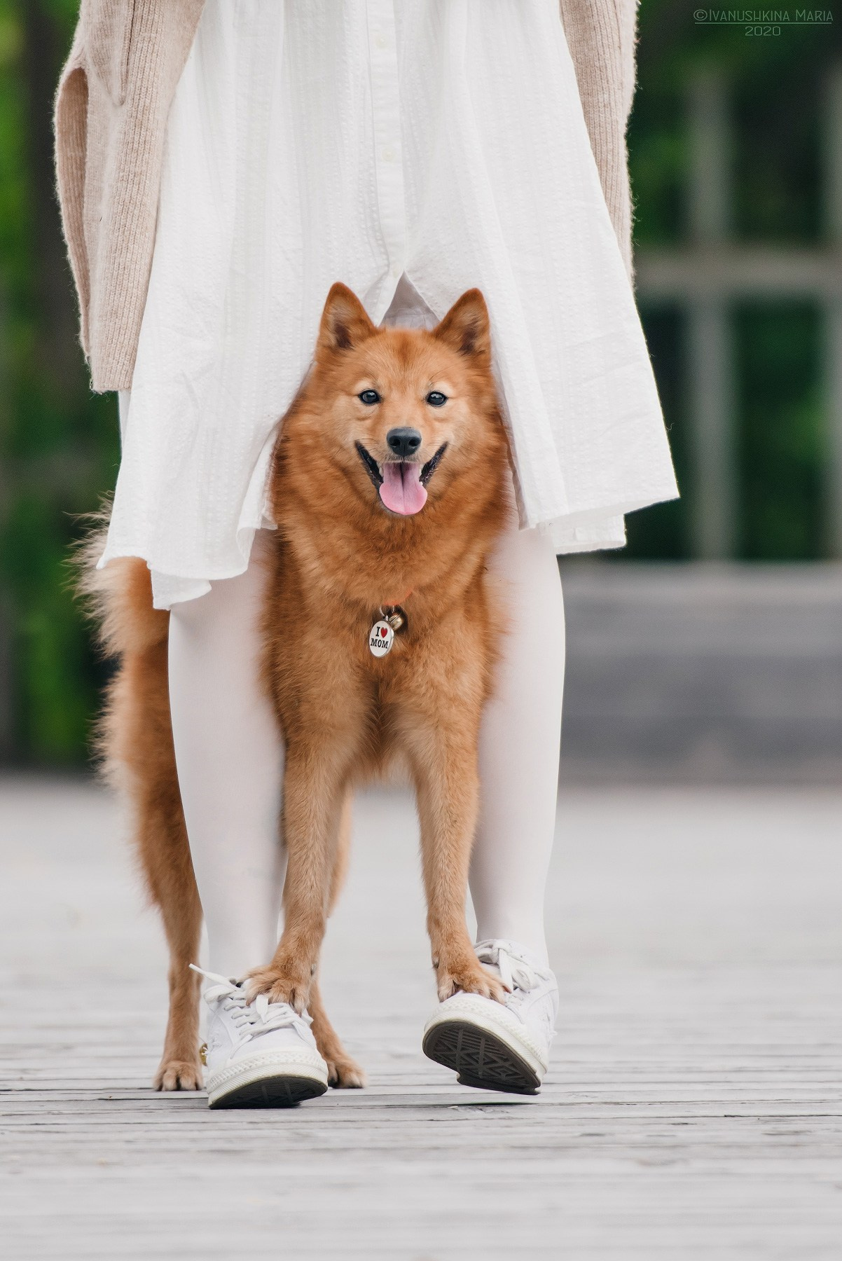 карело-финская лайка