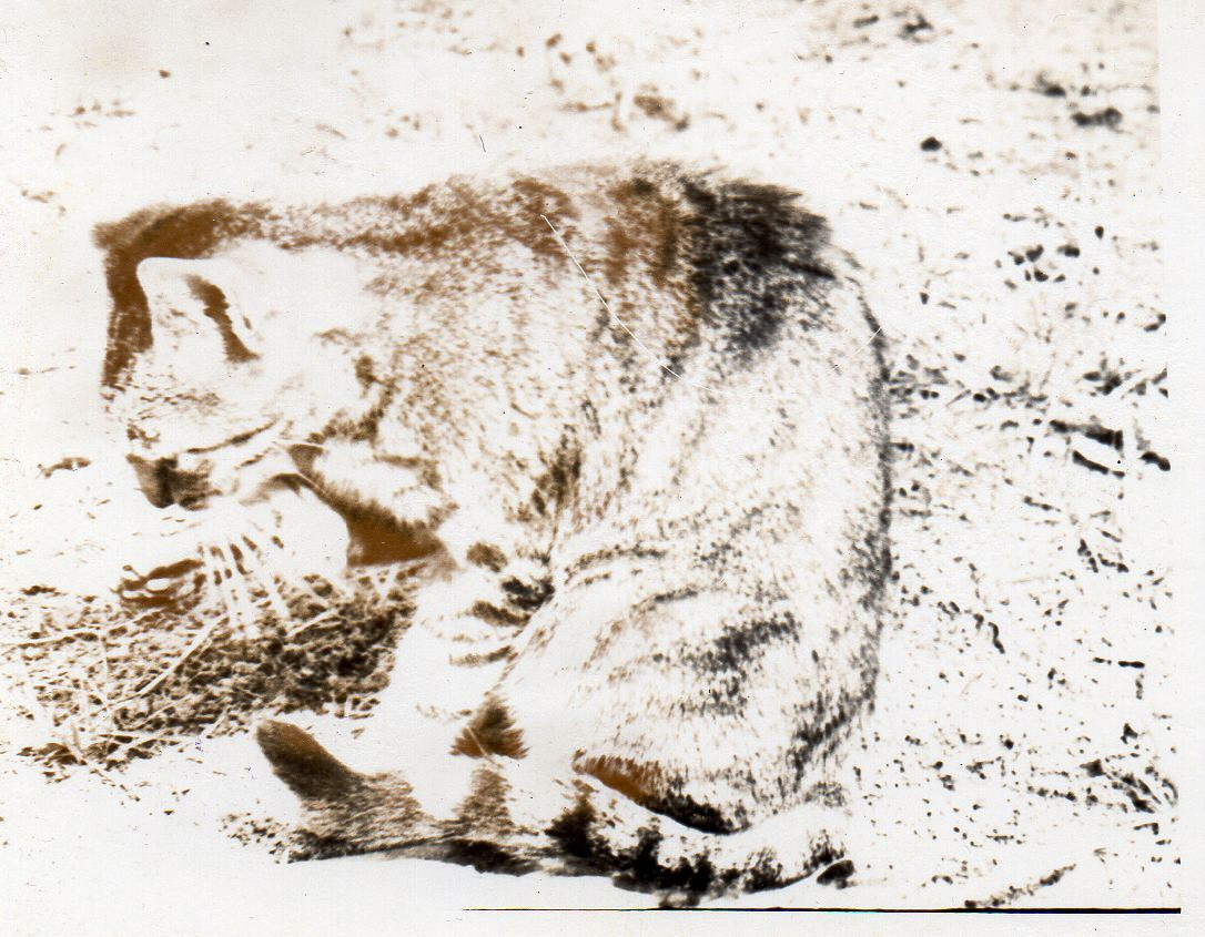 Коробка от Зефира. Михаил Барановский