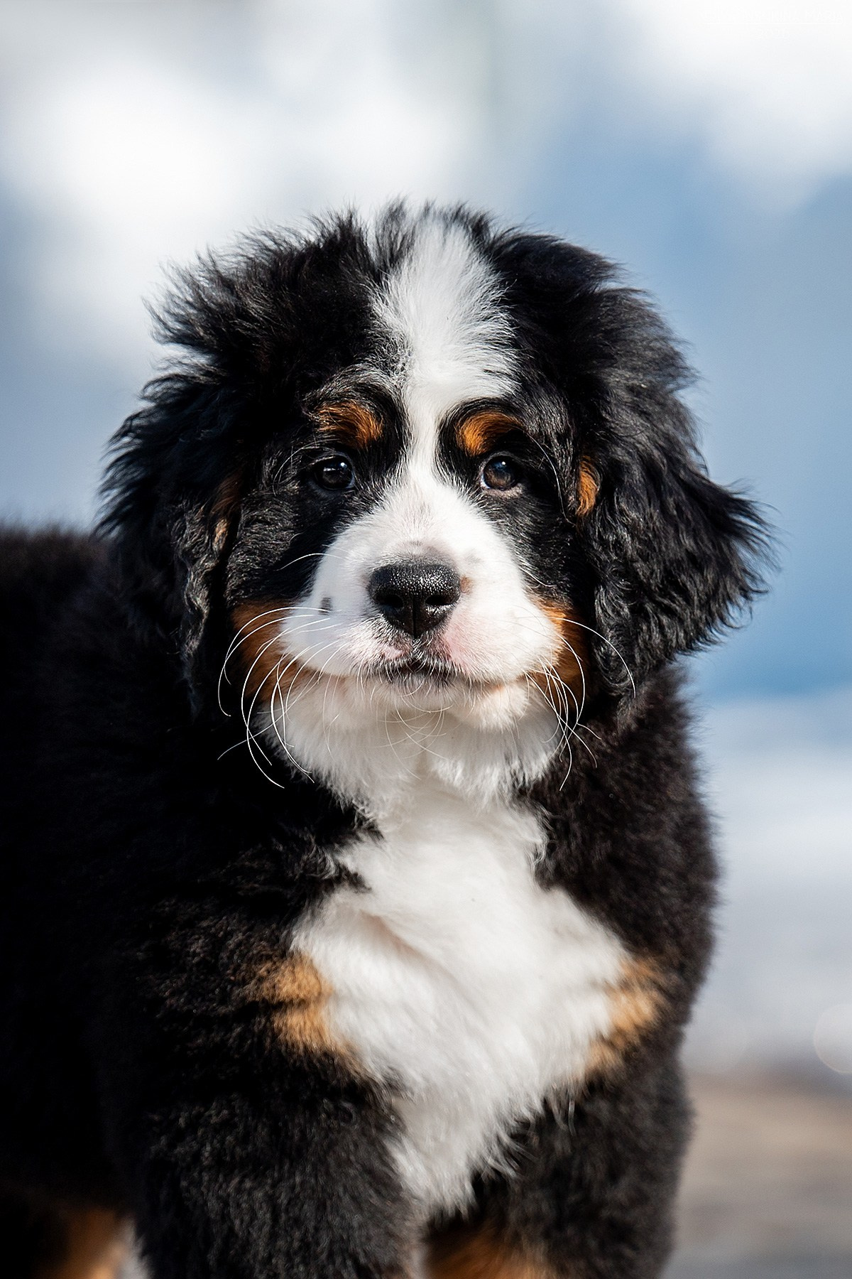 Фотосессия щенков на продажу. Фотограф собак в Москве и Московской области Иванушкина Мария