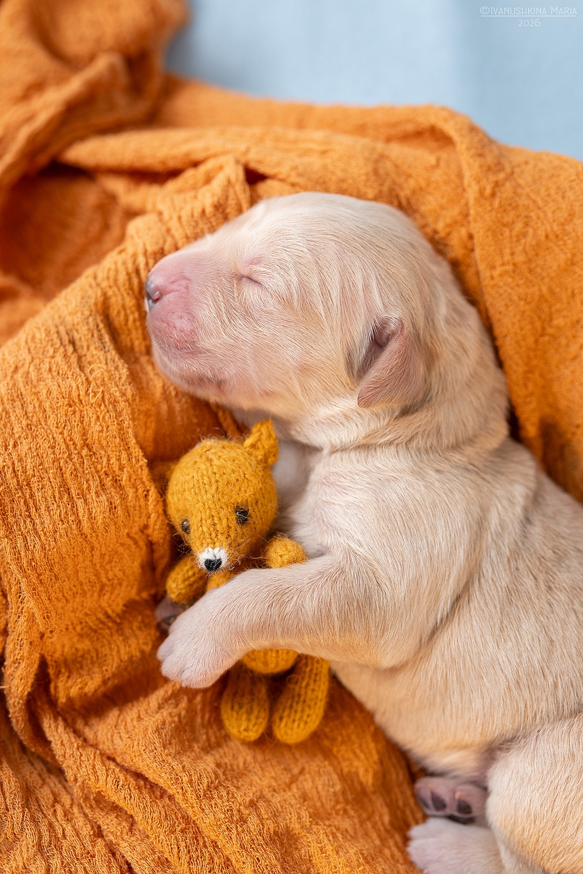 Ньюборн фотосессия щенков. Фотограф собак в Москве и Московской области Иванушкина Мария