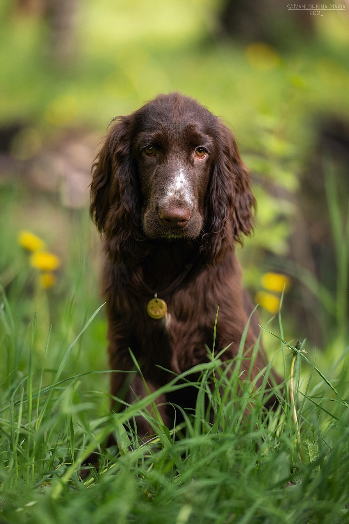 Фотосессия щенков на продажу. Фотограф собак в Москве и Московской области Иванушкина Мария