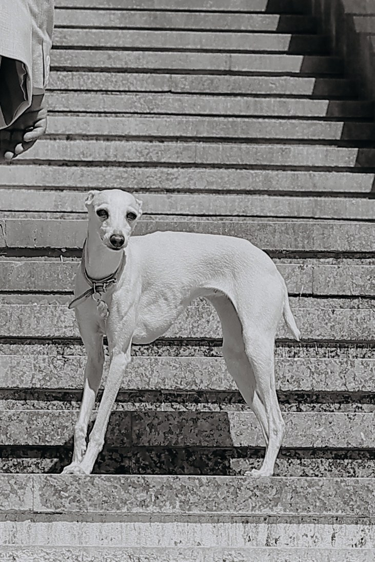 Алексей & Анастасия. Свадебный и семейный фотограф в Кинеле Евгения Исаева