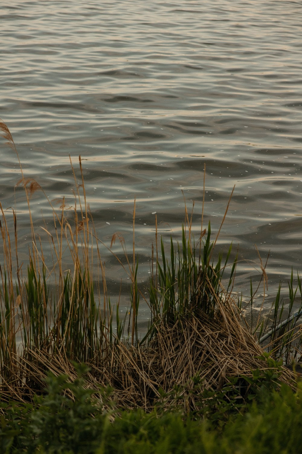 Always. Свадебный фотограф Москва