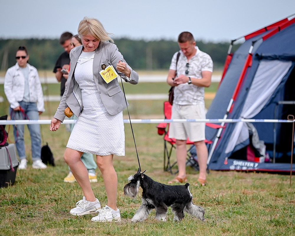 Питомник Делинсо Бэлэнс, щенки цвергшнауцера, купить щенка цвергшнауцера, питомник цвергшнауцеров, кобель цвергшнауцера для вязки, щенок цвергшнауцера, питомник цвергшнауцеров, черный с серебром, цверг, лучший питомник в беларуси, питомник цвергшнауцеров минск