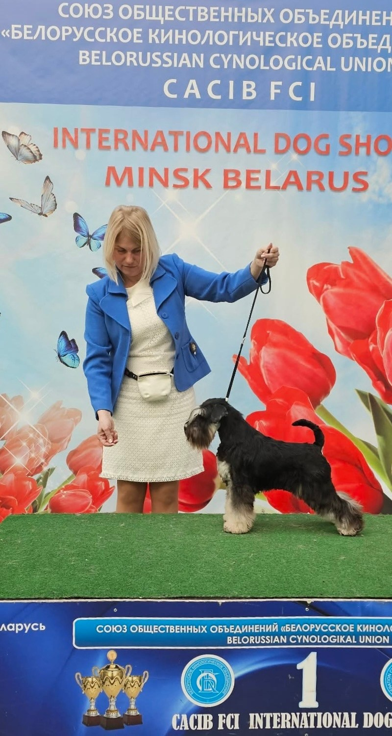 Бъянка/ Delinso Balance Cinzano Bianco. Питомник цвергшнауцеров в Беларуси «Делинсо Бэлэнс»