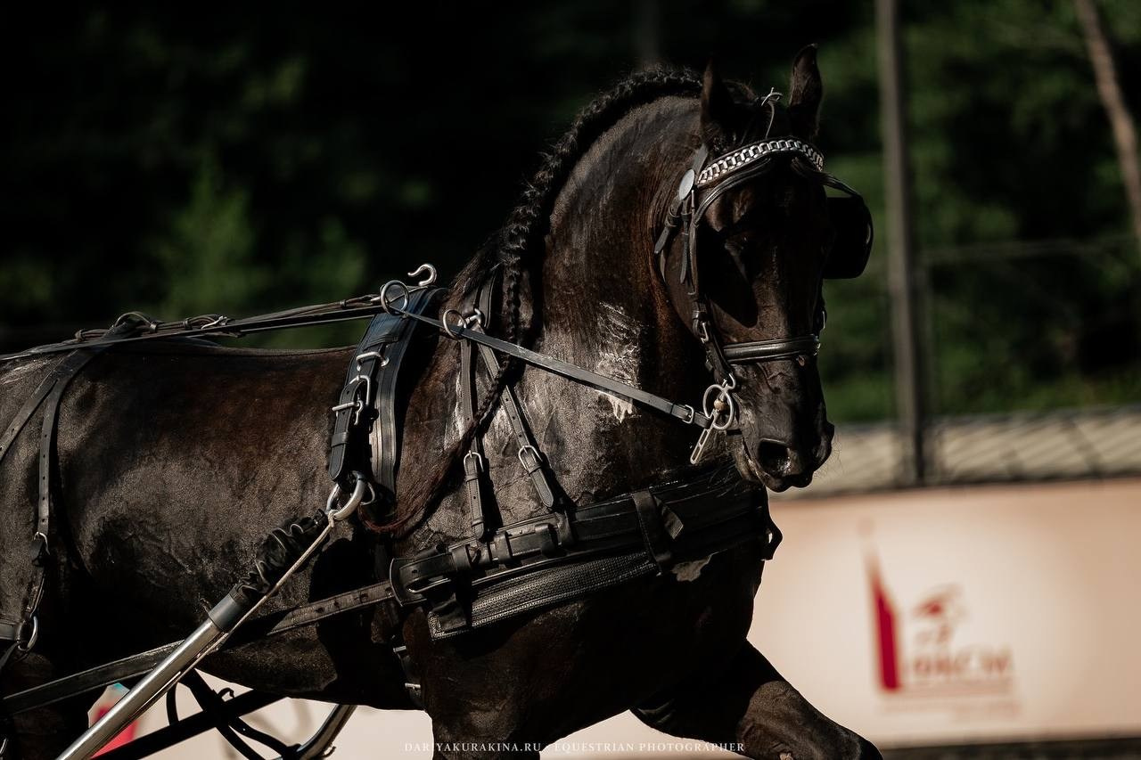 Чемпионат по ДРАЙВИНГУ. Куракина Дарья • Конный фотограф