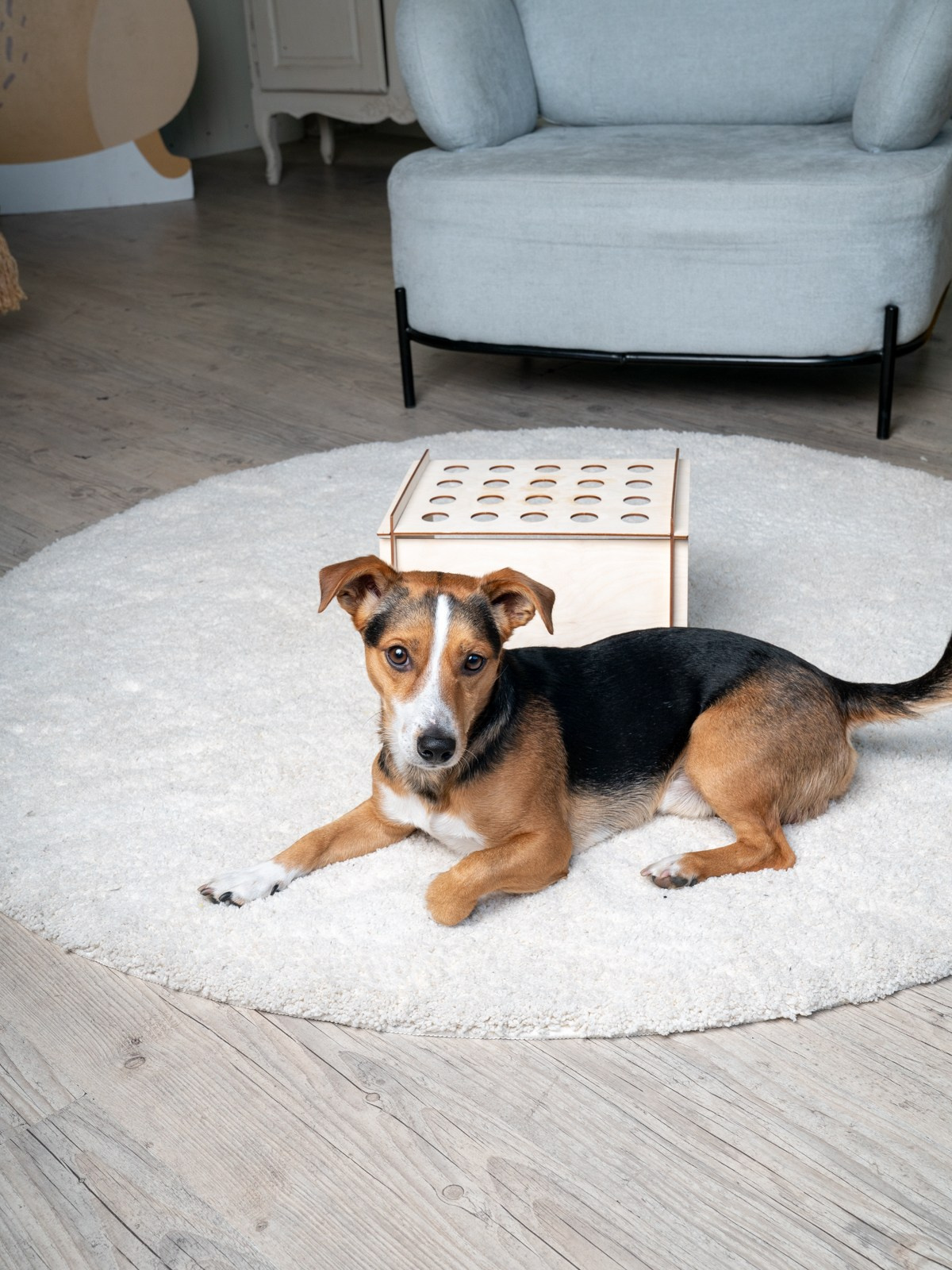 Съемки с животными. КЕД Студия-контент агентство полного цикла СПБ. Создаём фото, видео и контент, который помогает брендам и селлерам продавать больше