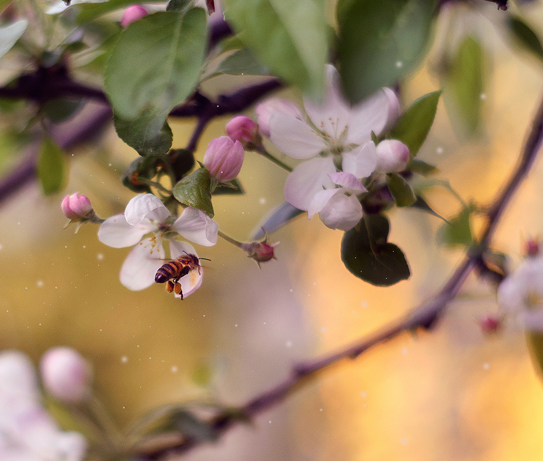 Макро мир фотограф Бокова Галина. Фотограф в Краснодаре и Бишкеке Галина Бокова