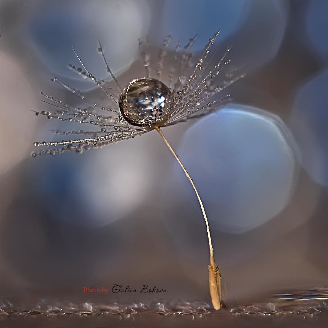 Макро мир фотограф Бокова Галина. Фотограф в Краснодаре и Бишкеке Галина Бокова