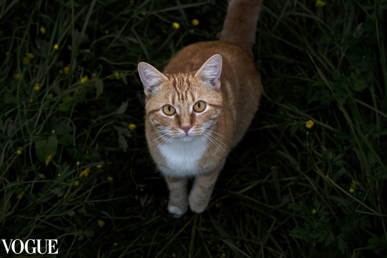 PhotoVogue. Фотографии Лены Соколовой