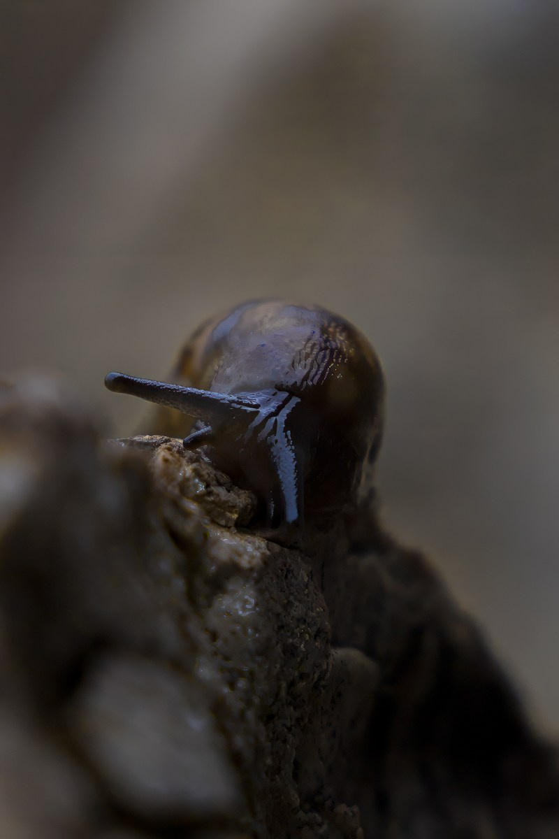 Животные. Photomantis