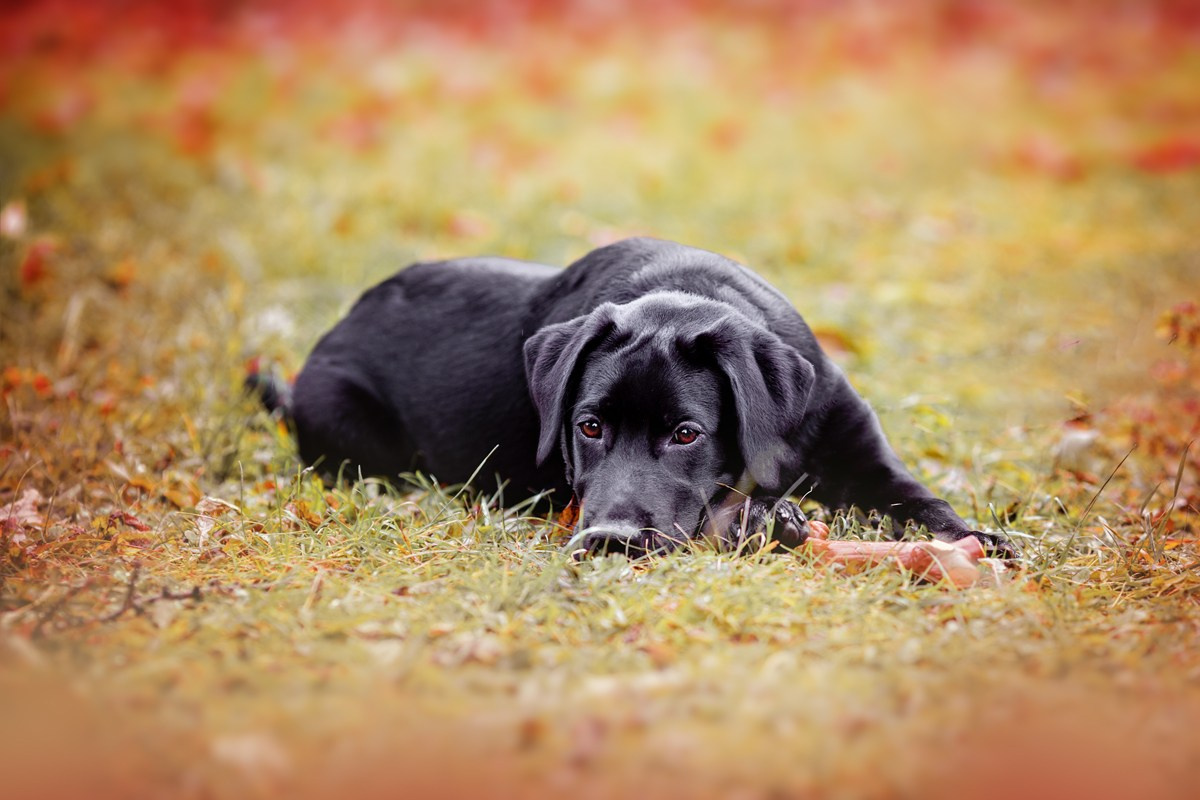Собаки, кошки и др. животные. Семейный фотограф в Екатеринбурге