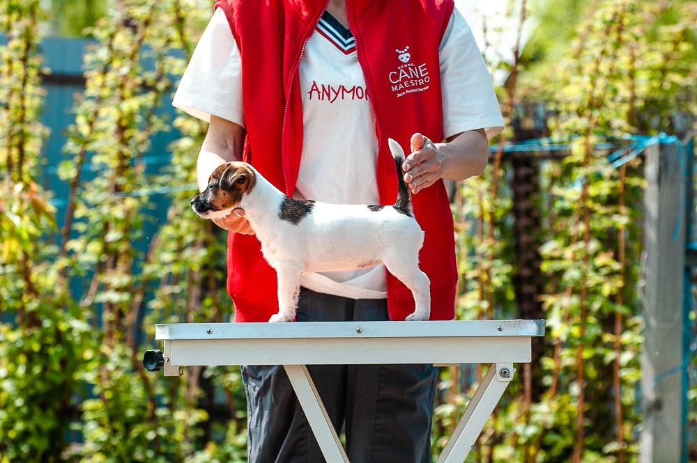 Девочка3галерея. CANE MAESTRO — kennel Jack Russell Terrier
