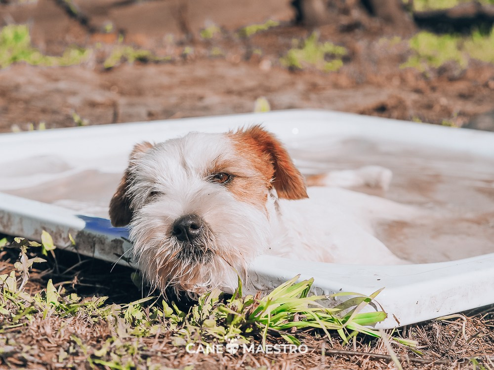 Жесткошерстная. Бело-рыжая Джек рассел терьер. КАНЕ МАЭСТРО СЕРЕБРО. КАНЕ МАЭСТРО — питомник Джек рассел терьеров